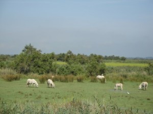 Camargue