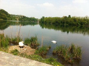 Nido di Cigni a Trezzo sull'Adda