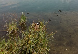 Nido di gallinella a Trezzo sull'Adda